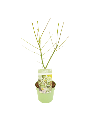 NatureNest Acer palmatum Ukigumo Ahornpflanze in Weiß