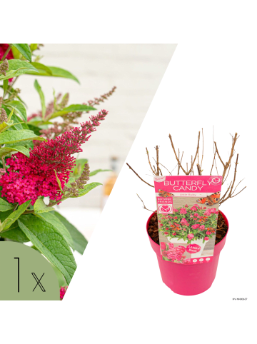 NatureNest Buddleja Butterfly Candy Little Ruby Pflanzen in Rot