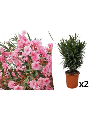OH2 2-er: Set Nerium Oleander mittelgroßer Strauch in Dunkel Rosa