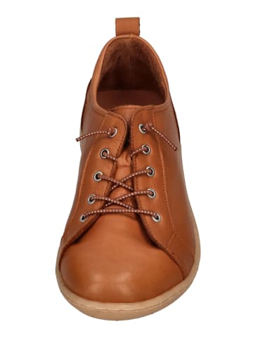 Andrea Conti Sneaker Low 0344578-062 in braun