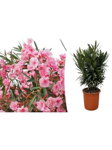 OH2 Nerium Oleander mittelgroßer Strauch in Dunkel Rosa