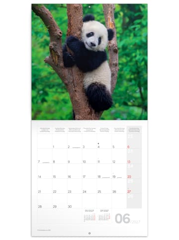 NOTIQUE Wandkalender 2027 mit 6-sprachigem Kalendarium in Pandas - 30 x 30 cm