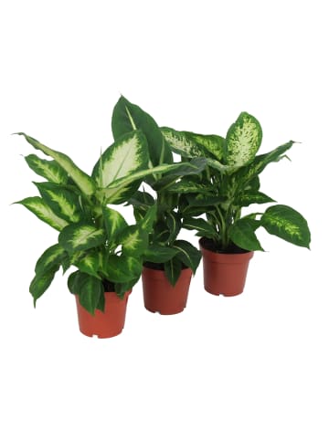 MeinVIPShop Diffenbachia 40 cm 3er Set Zimmerpflanze