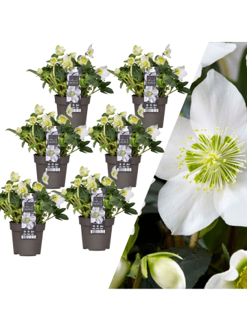 NatureNest Set mit 6 Weihnachtsrosenpflanzen XL