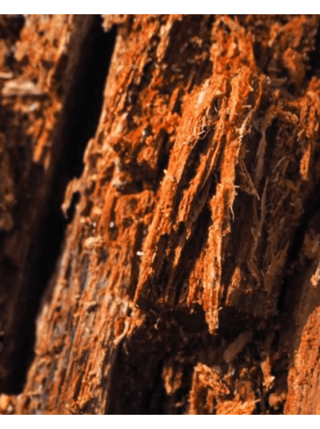 Yodeyma Eau de Parfum Oud Gem 50 ml orientalischer Duft