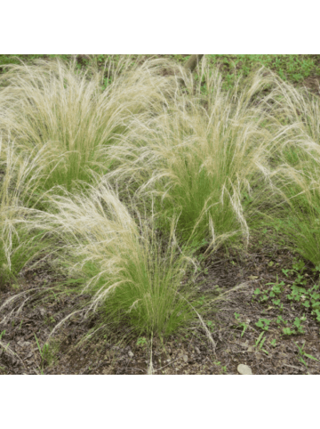 NatureNest 3 Federgras pflanzen  Stipa tenuissima 'Ponytails' 