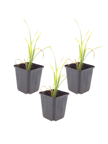 NatureNest 3er: Set Hemerocallis Stella de Oro Pflanzen in Gelb