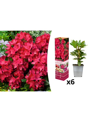 OH2 6er-Set: Rhododendron Nova Zembla in Rot