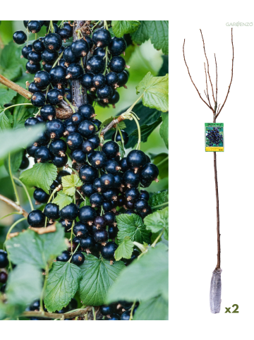 GARDENZO 2er-Set: Beeren auf Stamm in Schwarz