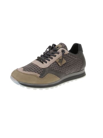 Cetti Sneaker low C-848 EXP INV25 in Grün