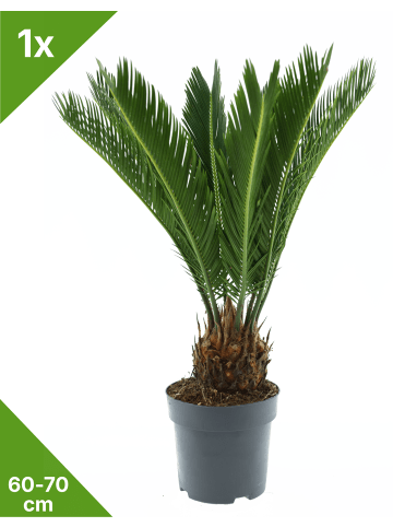 GARDENZO Cycas Revoluta Groß 