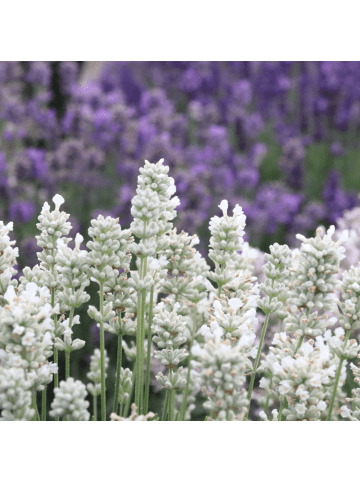NatureNest 24 weisse Lavendelpflanzen Edelweiss