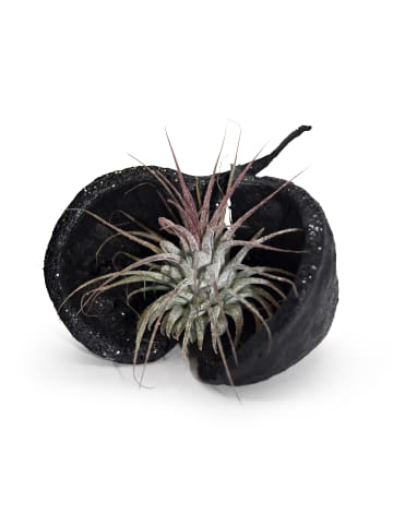 exotic living Exotische Pterygota alata Schale schwarz mit Tillandsia 1er Set rosa