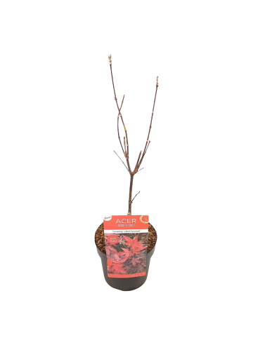 NatureNest 1 Acer palmatum Twomblys Red Sentinel Ahornpflanze in Rot Topf 19 cm Höhe 50 cm