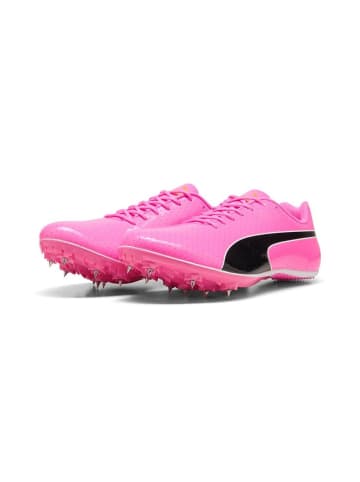 Puma Sportschuh "evoSPEED Sprint 14.5" in Pink