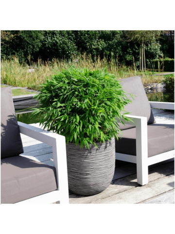 NatureNest Bambuspflanze Fargesia Moontears Boobux in Grün