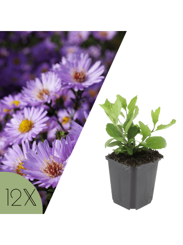 NatureNest 12er: Set Aster ageratoides Asran Pflanzen in Lila