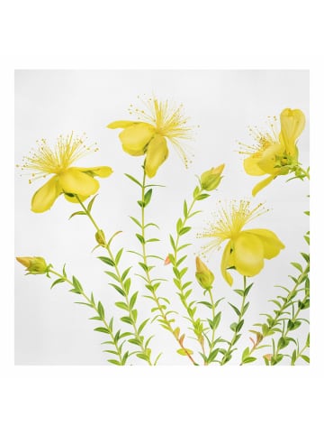 WALLART Leinwandbild - Johanniskraut in voller Blüte in Gelb