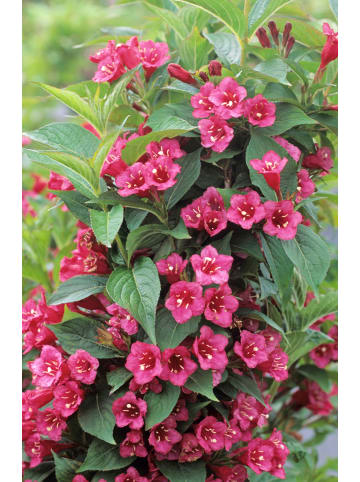GARDENZO 2er-Set Weigelie 'Bristol Ruby' 50-70cm 2L Topf