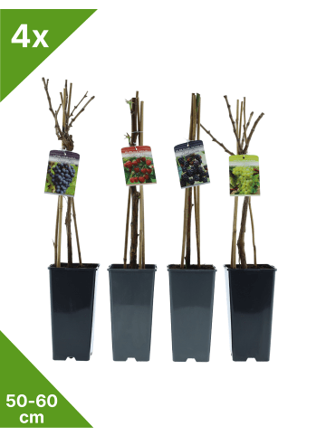 GARDENZO Obstmix 50-60cm 2L Topf