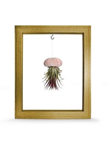 exotic living Kombination aus Seeigelgehäuse rosa und Tillandsia in Rahmen gold