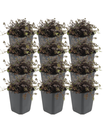 NatureNest 12er: Set Acaena microphylla Kupferteppich Pflanzen in Rot