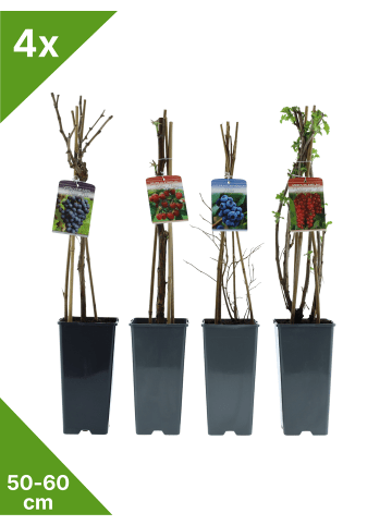 GARDENZO Obstmix 50-60cm 2L Topf