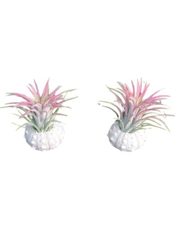 MeinVIPShop Bezaubernde Kombination aus Seeigelgehäuse und Tillandsia 2 er Set rosa