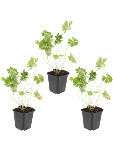 NatureNest 3er: Set Geranium Rozanne Pflanzen in Lila