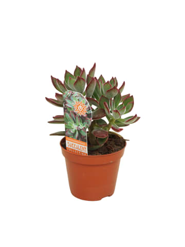 MeinVIPShop Sukulente Echeveria Devotion 14cm