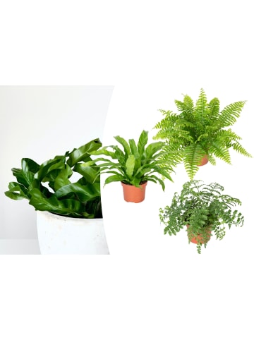 GARDENZO 3er-Set: Farn Zimmerpflanzen Set