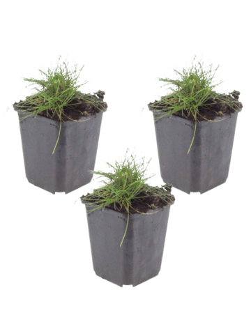 NatureNest 3er-Set: Festuca gautieri Ziergras winterhart in Grün
