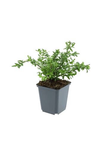 GARDENZO 8er-Set Heckenmyrte - pro m²