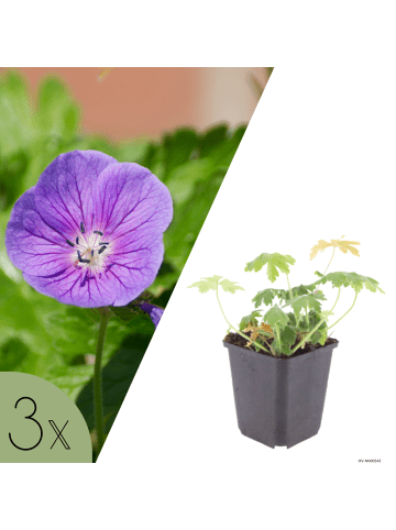 NatureNest 3er-Set: Geranium Bevans Variety Staude winterhart in Violett