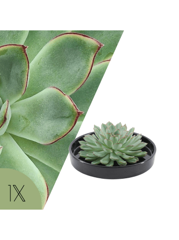 NatureNest Echeveria Pulidonis kompakte Sukkulente in Keramikschale