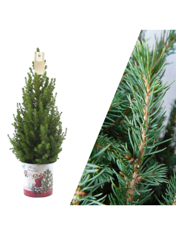 NatureNest Weihnachtsbaum im Weihnachtsmann-Topf 