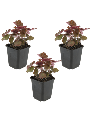 NatureNest 3er: Set Heuchera micrantha Palace Purple Pflanzen in Lila