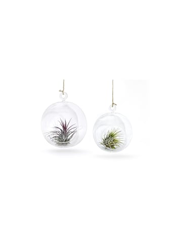 MeinVIPShop Glaskugel 2er Set mit echter Tillandsia
