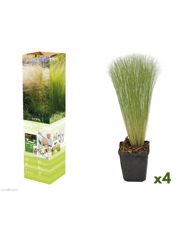 GARDENZO 4er-Set: Stipa Zwerg-Federgras