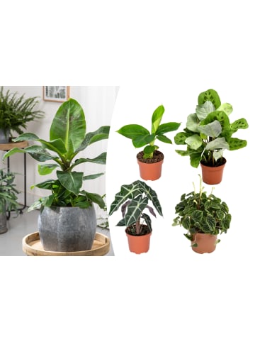 GARDENZO 4er-Set: Exotischer Zimmerpflanzen-Mix
