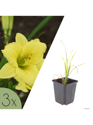 NatureNest 3er-Set: Iberis sempervirens Staude mehrjährig winterhart in Weiß