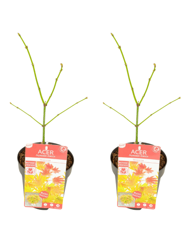 NatureNest 2er: Set Acer shirasawanum Moonrise Ahornpflanze in Gelb Topf 15 cm Höhe 30 cm