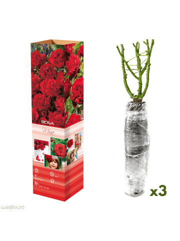 GARDENZO 3er-Set: Polyantha-Rosen in Rot