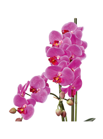 Creativ green Deko-Orchidee Phalaenopsis in lila