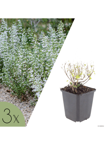 NatureNest 3er-Set: Calamintha nepeta Staude bienenfreundlich in Violett