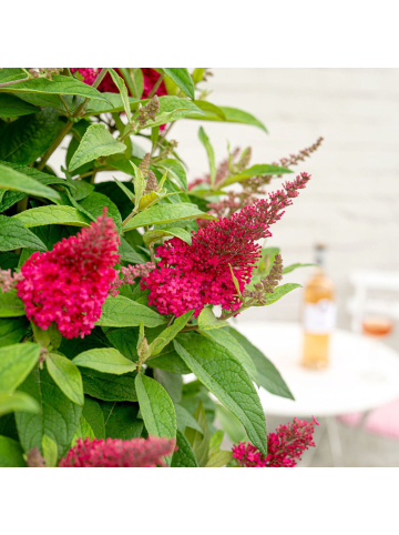 NatureNest 1 Buddleja Butterfly Candy Little Ruby Pflanzen in Rot Topf 19 cm Höhe 30 cm