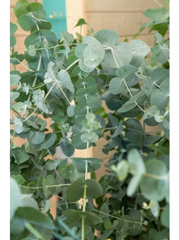 GARDENZO 2er-Set: Eukalyptus 'Silver Dollar' 100-110cm