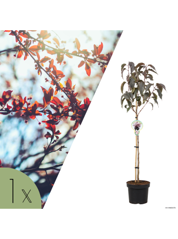 NatureNest Prunus serrulata Royal Burgundy Baum in Rot