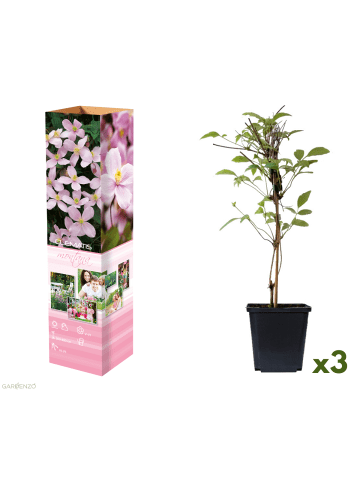 GARDENZO 3er-Set: Pflanzen Clematis Montana Rubens in Pink