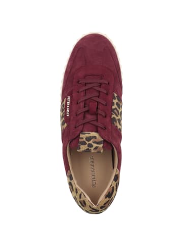PETER KAISER Sneaker low 9-73340-45 in bordeaux